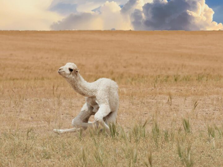 Llama eterna